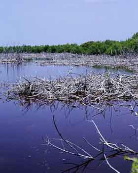 Wetlands